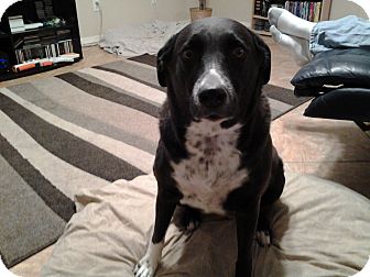 Labrador Retriever/Australian Shepherd Mix Dog for Sale in Chandler, Arizona - MJ Labrador Retriever/Australian Shepherd Mix Dog for Sale in Chandler, Arizona - MJ