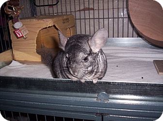 Chinchilla for Sale in Avondale, Louisiana - Maggie Chinchilla for Sale in Avondale, Louisiana - Maggie
