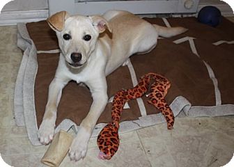 Labrador Retriever Mix Puppy for Sale in Danbury, Connecticut - Sydney Labrador Retriever Mix Puppy for Sale in Danbury, Connecticut - Sydney