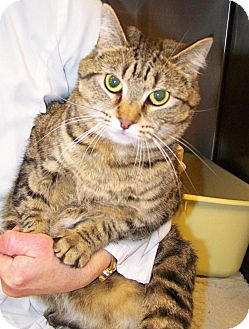 Domestic Shorthair Cat for Sale in Toledo, Ohio - Maggie Domestic Shorthair Cat for Sale in Toledo, Ohio - Maggie