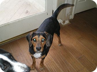 Beagle/Hound (Unknown Type) Mix Dog for Sale in Apex, North Carolina - Cofax Beagle/Hound (Unknown Type) Mix Dog for Sale in Apex, North Carolina - Cofax
