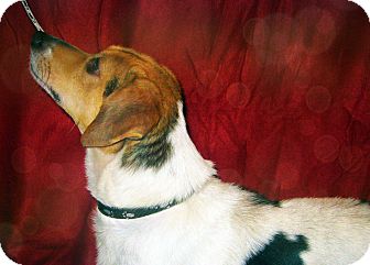 Beagle Mix Dog for Sale in Prole, Iowa - Casper Beagle Mix Dog for Sale in Prole, Iowa - Casper