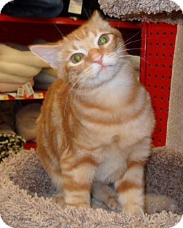 Domestic Shorthair Kitten for Sale in Phoenix, Arizona - Dax Domestic Shorthair Kitten for Sale in Phoenix, Arizona - Dax