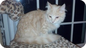 Domestic Mediumhair Kitten for Sale in Raritan, New Jersey - Champ Domestic Mediumhair Kitten for Sale in Raritan, New Jersey - Champ