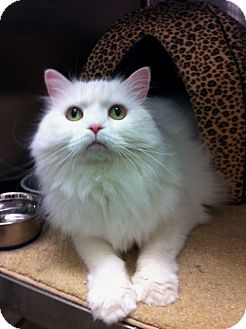 Persian Cat for Sale in Warminster, Pennsylvania - Luna Persian Cat for Sale in Warminster, Pennsylvania - Luna