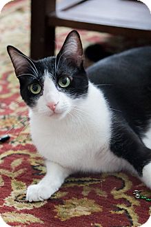 Oriental Cat for Sale in Chicago, Illinois - April Oriental Cat for Sale in Chicago, Illinois - April