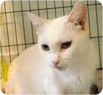 Domestic Shorthair Cat for Sale in Troy, Michigan - Baby Domestic Shorthair Cat for Sale in Troy, Michigan - Baby