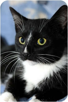 Domestic Shorthair Cat for Sale in New York, New York - Miriam Domestic Shorthair Cat for Sale in New York, New York - Miriam