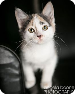 Domestic Shorthair Kitten for Sale in Eagan, Minnesota - Topeka Domestic Shorthair Kitten for Sale in Eagan, Minnesota - Topeka
