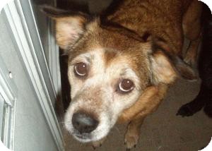 Feist Mix Dog for Sale in New Bedford, Massachusetts - Jessica Feist Mix Dog for Sale in New Bedford, Massachusetts - Jessica