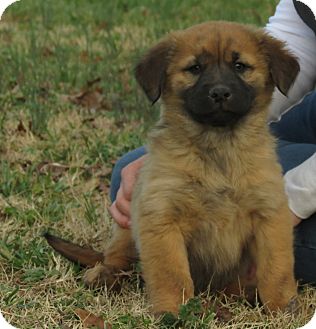 Golden Retriever/Mastiff Mix Puppy for Sale in Glastonbury, Connecticut - Truley~adopted~ Golden Retriever/Mastiff Mix Puppy for Sale in Glastonbury, Connecticut - Truley~adopted~