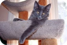 Domestic Mediumhair Kitten for Sale in Arlington, Virginia - Marvin Domestic Mediumhair Kitten for Sale in Arlington, Virginia - Marvin