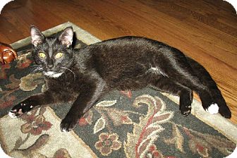 Domestic Shorthair Cat for Sale in Euless, Texas - Lively Licorice Domestic Shorthair Cat for Sale in Euless, Texas - Lively Licorice