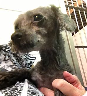 Poodle (Miniature) Mix Dog for Sale in Richmond, Virginia - Locke Poodle (Miniature) Mix Dog for Sale in Richmond, Virginia - Locke