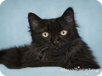 Maine Coon Cat for Sale in Phoenix, Arizona - Big Papi Maine Coon Cat for Sale in Phoenix, Arizona - Big Papi