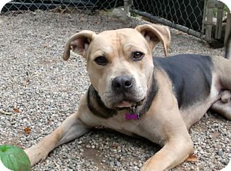 American Pit Bull Terrier/Boxer Mix Dog for Sale in Troy, Michigan - Whiskey American Pit Bull Terrier/Boxer Mix Dog for Sale in Troy, Michigan - Whiskey