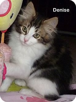 Domestic Mediumhair Kitten for Sale in Portland, Oregon - Denise Domestic Mediumhair Kitten for Sale in Portland, Oregon - Denise