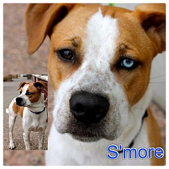 American Bulldog/Husky Mix Puppy for Sale in Westland, Michigan - Smore American Bulldog/Husky Mix Puppy for Sale in Westland, Michigan - Smore