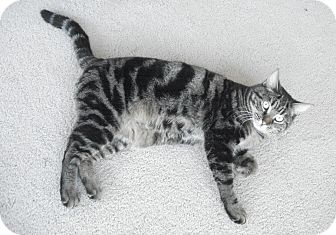 Domestic Shorthair Cat for Sale in Chicago, Illinois - Marble Domestic Shorthair Cat for Sale in Chicago, Illinois - Marble