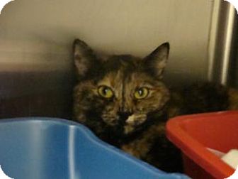 Domestic Shorthair Cat for Sale in Gainesville, Florida - Leila Domestic Shorthair Cat for Sale in Gainesville, Florida - Leila