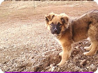 Australian Shepherd Mix Puppy for Sale in Pulaski, Tennessee - Kota - COURTESY POSTING Australian Shepherd Mix Puppy for Sale in Pulaski, Tennessee - Kota - COURTESY POSTING