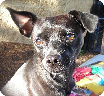 Chihuahua Mix Dog for Sale in El Cajon, California - Marge Chihuahua Mix Dog for Sale in El Cajon, California - Marge