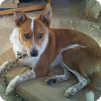 Australian Cattle Dog/Border Collie Mix Dog for Sale in Boise, Idaho - Bogie Australian Cattle Dog/Border Collie Mix Dog for Sale in Boise, Idaho - Bogie