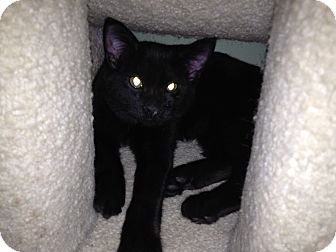 Domestic Mediumhair Kitten for Sale in East Hanover, New Jersey - Cinnabar Domestic Mediumhair Kitten for Sale in East Hanover, New Jersey - Cinnabar