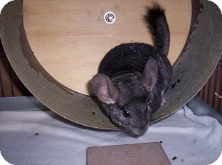 Chinchilla for Sale in Avondale, Louisiana - Chilly Chinchilla for Sale in Avondale, Louisiana - Chilly