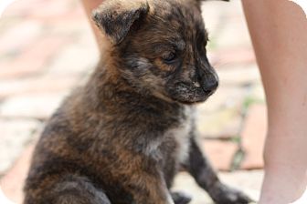 German Shepherd Dog Mix Puppy for Sale in Lighthouse Point, Florida - Carly German Shepherd Dog Mix Puppy for Sale in Lighthouse Point, Florida - Carly