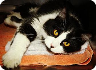 Domestic Mediumhair Cat for Sale in Cheyenne, Wyoming - Donner Domestic Mediumhair Cat for Sale in Cheyenne, Wyoming - Donner