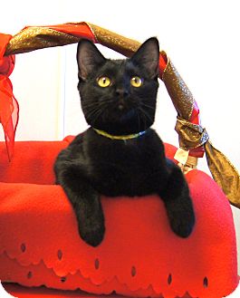 Domestic Shorthair Kitten for Sale in Colorado Springs, Colorado - Ben Domestic Shorthair Kitten for Sale in Colorado Springs, Colorado - Ben
