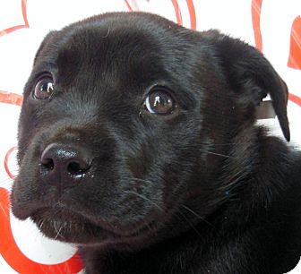 Labrador Retriever Mix Puppy for Sale in Thousand Oaks, California - Smooches Labrador Retriever Mix Puppy for Sale in Thousand Oaks, California - Smooches