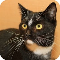Domestic Shorthair Cat for Sale in Albany, New York - Cabot Domestic Shorthair Cat for Sale in Albany, New York - Cabot