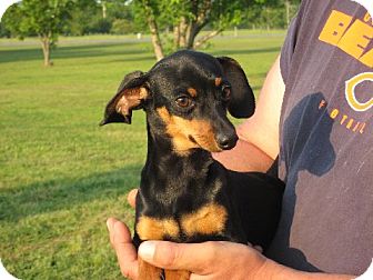 Dachshund/Chihuahua Mix Puppy for Sale in Salem, New Hampshire - Peeta 5 pounds! Dachshund/Chihuahua Mix Puppy for Sale in Salem, New Hampshire - Peeta 5 pounds!