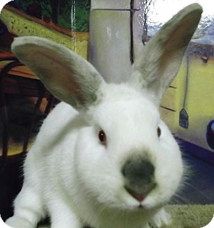 Californian Mix for Sale in Foster, Rhode Island - Roscoe Californian Mix for Sale in Foster, Rhode Island - Roscoe