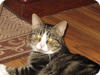 Domestic Shorthair Cat for Sale in Richfield, Ohio - Bella Domestic Shorthair Cat for Sale in Richfield, Ohio - Bella