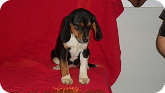 Beagle/Flat-Coated Retriever Mix Puppy for Sale in Seattle, Washington - mist Beagle/Flat-Coated Retriever Mix Puppy for Sale in Seattle, Washington - mist
