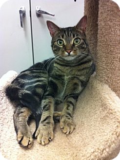 Domestic Shorthair Cat for Sale in Warminster, Pennsylvania - Percy Domestic Shorthair Cat for Sale in Warminster, Pennsylvania - Percy