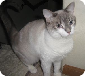 Siamese Cat for Sale in Colorado Springs, Colorado - Caspera Siamese Cat for Sale in Colorado Springs, Colorado - Caspera