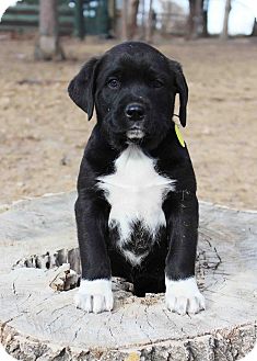 Labrador Retriever/Newfoundland Mix Puppy for Sale in Westminster, Colorado - Otis Labrador Retriever/Newfoundland Mix Puppy for Sale in Westminster, Colorado - Otis
