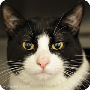 Domestic Shorthair Cat for Sale in Athens, Georgia - Domino Domestic Shorthair Cat for Sale in Athens, Georgia - Domino