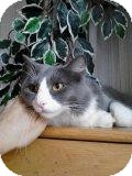 Domestic Mediumhair Cat for Sale in Mesa, Arizona - Miso Domestic Mediumhair Cat for Sale in Mesa, Arizona - Miso