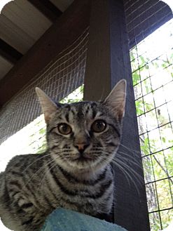 Domestic Shorthair Kitten for Sale in Monroe, Georgia - Tensleigh Domestic Shorthair Kitten for Sale in Monroe, Georgia - Tensleigh