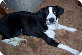 Retriever (Unknown Type)/Border Collie Mix Dog for Sale in North Olmsted, Ohio - Keno-Courtesy Post Retriever (Unknown Type)/Border Collie Mix Dog for Sale in North Olmsted, Ohio - Keno-Courtesy Post