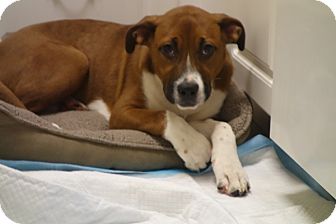 Boxer/Hound (Unknown Type) Mix Puppy for Sale in New York, New York - Rocky Boxer/Hound (Unknown Type) Mix Puppy for Sale in New York, New York - Rocky