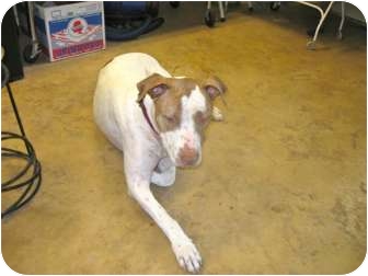 American Bulldog/Pointer Mix Dog for Sale in Scottsdale, Arizona - Fred American Bulldog/Pointer Mix Dog for Sale in Scottsdale, Arizona - Fred
