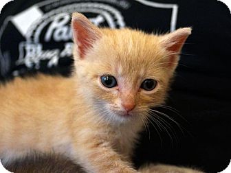 Domestic Shorthair Kitten for Sale in St. Louis, Missouri - Caesar Domestic Shorthair Kitten for Sale in St. Louis, Missouri - Caesar