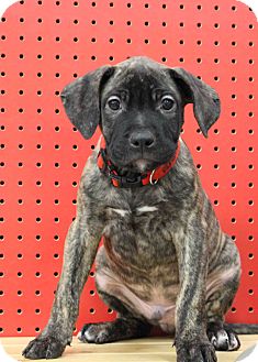 Retriever (Unknown Type)/Catahoula Leopard Dog Mix Puppy for Sale in Westminster, Colorado - Raspberry Retriever (Unknown Type)/Catahoula Leopard Dog Mix Puppy for Sale in Westminster, Colorado - Raspberry