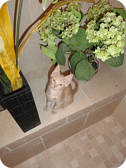 Domestic Shorthair Kitten for Sale in Phoenix, Arizona - CONRAD Domestic Shorthair Kitten for Sale in Phoenix, Arizona - CONRAD